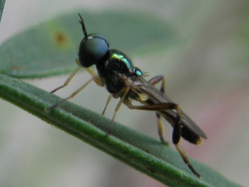 Chorisops sp M (Stratiomyidae)